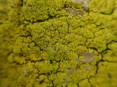 Candelariella reflexa