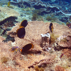 Chaetodon flavirostris