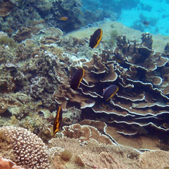 Chaetodon flavirostris