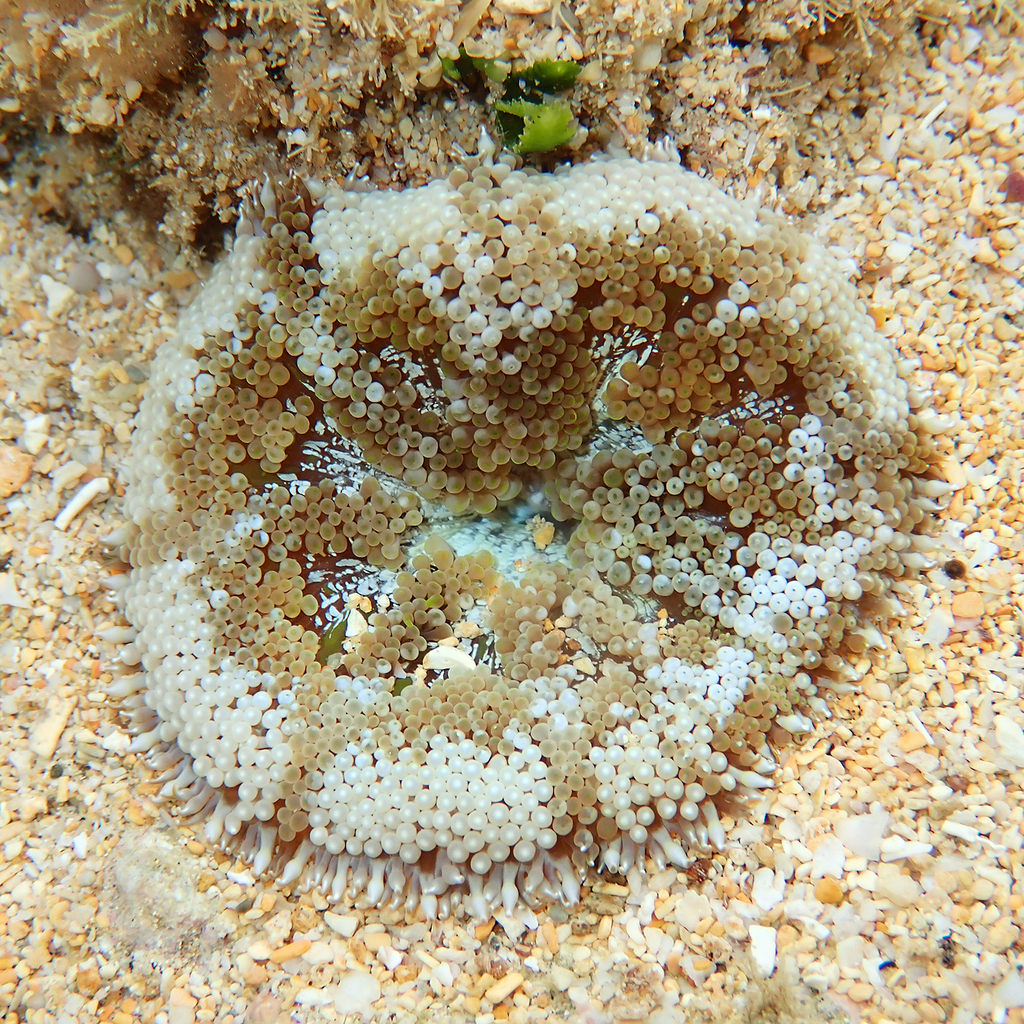 Mini carpet anemone