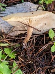Clitocybe fragrans
