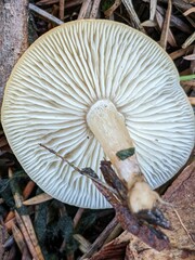 Clitocybe fragrans
