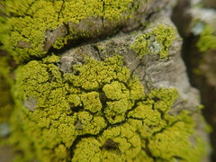 Candelariella reflexa