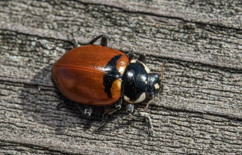 Hippodamia glacialis extensa