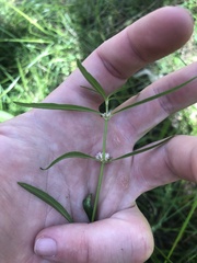 Alternanthera denticulata