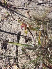 Caladenia strigosa