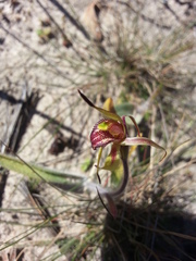 Caladenia strigosa