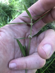 Alternanthera denticulata