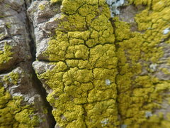 Candelariella reflexa