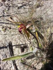 Caladenia strigosa
