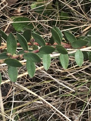 Pimelea curviflora gracilis