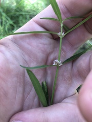 Alternanthera denticulata