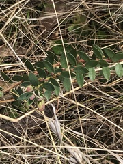 Pimelea curviflora gracilis