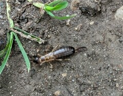 Forficula auricularia
