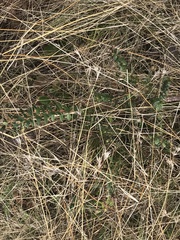 Pimelea curviflora gracilis