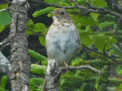 Catharus bicknelli