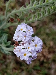 Heliotropium amplexicaule