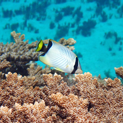 Chaetodon trifascialis