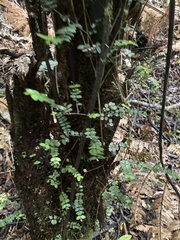 Metrosideros perforata