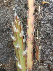 Lepismium cruciforme