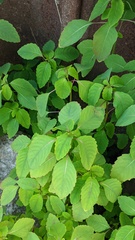 Impatiens pallida