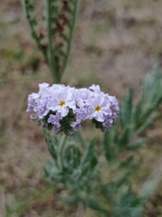 Heliotropium amplexicaule