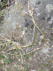 Lepismium cruciforme
