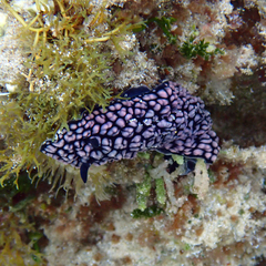 Phyllidiella pustulosa
