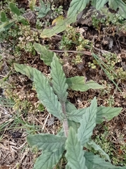 Heliotropium amplexicaule