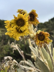 Espeletia