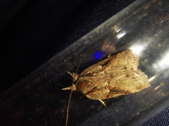Nycteola