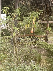 Brugmansia sanguinea