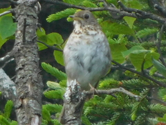 Catharus bicknelli