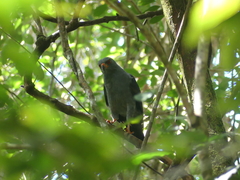 Cryptoleucopteryx plumbea