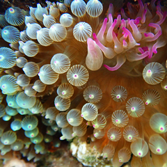 Entacmaea quadricolor