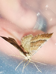 Larentia clavaria