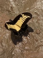 Heraclides androgeus