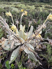 Espeletia