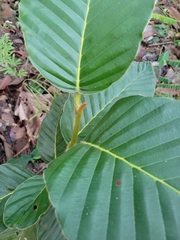 Dipterocarpus