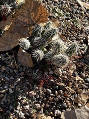 Grusonia clavata