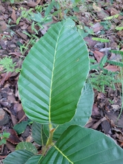 Dipterocarpus