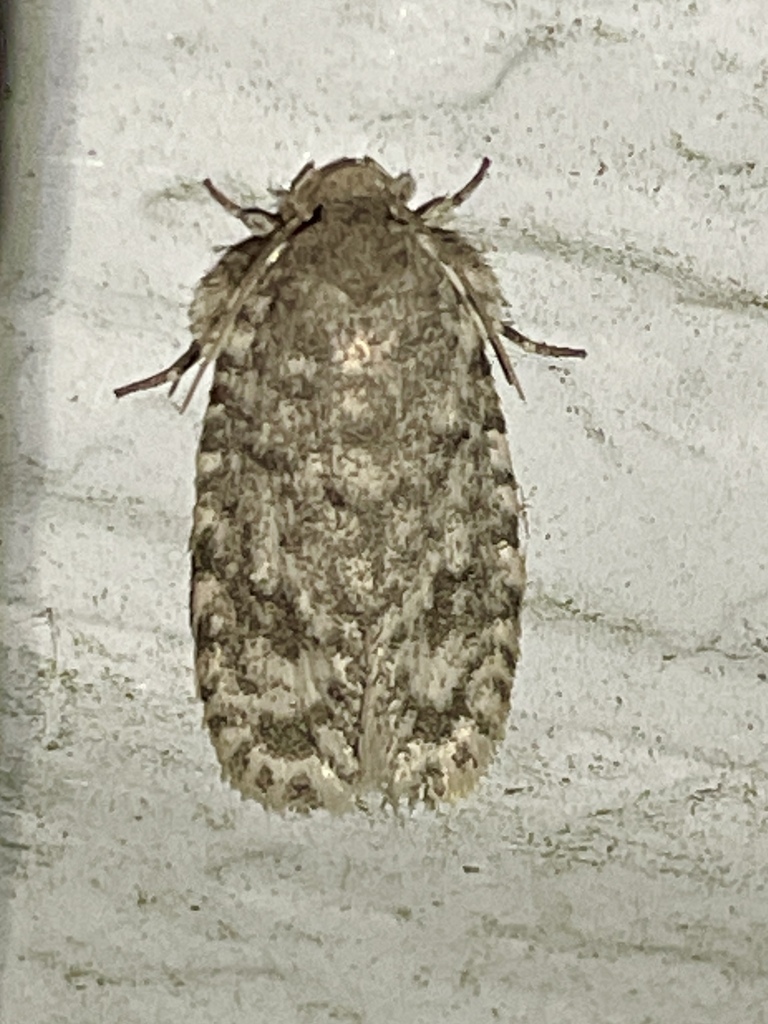 Tiquadra inscitella
