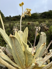 Espeletia