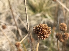 Juncus phaeanthus