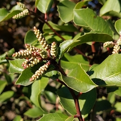 Rhus integrifolia × ovata