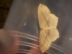 Scopula imitaria