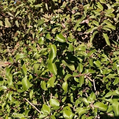 Rhus integrifolia × ovata