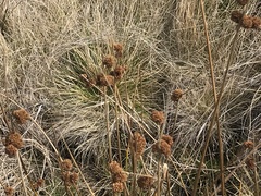 Juncus phaeanthus