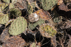 Opuntia phaeacantha