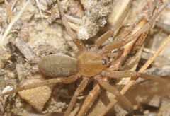 Pterotricha simoni